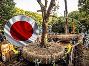 هنر جابه‌جایی درختان کهنسال در سرزمین آفتاب: چرا ژاپن راه سخت (و گران) را انتخاب می‌کند؟