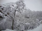 در درکه چه خبر است؟ از نجف دریابندری تا احمد محمود