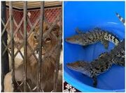 کشف شیر، عقاب طلایی و تمساح در استان تهران