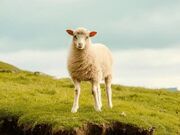 ۱۰ کشور برتر جهان در تولید پشم را بشناسید(اینفوگرافیک)