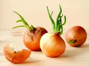 آیا می‌توان پیاز جوانه‌زده را مصرف کرد؟