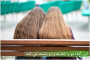 این گیاه مو را تغذیه و پر پشت می کند