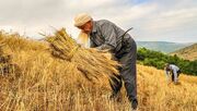 پرداخت ۱۲۱ همت از مطالبات گندمکاران؛ هنوز ۸۸ هزار میلیارد تومان باقی مانده است