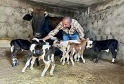 ۵ قلو زایی یک رأس گاو در گیلان