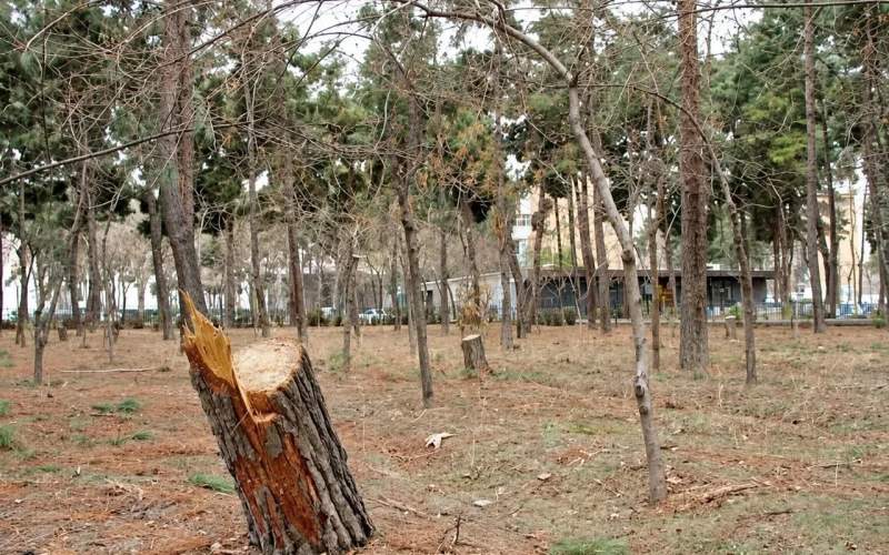 بحران سبز در پارک چیتگر؛ تصاویری که جنجال‌برانگیز شد