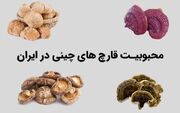 محبوبیت عجیب قارچ‌های چینی در ایران