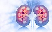سلامت مغز با عملکرد کلیه‌ها مرتبط است