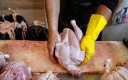 حداکثر قیمت هرکیلو مرغ ۲۸۰ هزار تومان