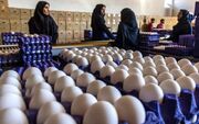 تغییر چشمگیر قیمت تخم‌مرغ در بازار