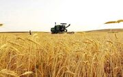 نرخ خرید گندم باید متناسب با تورم تعیین شود