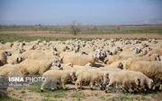 سرانه مصرف گوشت پایین است