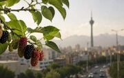 هشدار پزشکان درباره درختان توت تهران