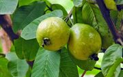 پیچیدن عطر و بوی گواوا در باغ‌های میناب