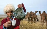 شترهای گلستان؛ گنجی که در ترکمن صحرا نفس می‌کشد