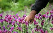 تهدید جدی و خطر انقراض گیاهان مرتعی و دارویی استان مرکزی
