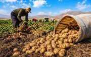 طلای خاکی زاگرس در مسیر شکوفایی