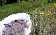 کردستان، سرزمین گیاهان دارویی ایران