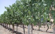 خرید نهال انگور؛ مقایسه بهترین ارقام برای کاشت در ایران