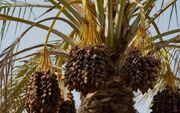 پیش‌بینی برداشت ۲۳۰ هزار تن خرما در بوشهر