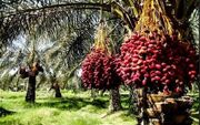 باغداران جنوب کرمان در محاصره خشکسالی و تصمیمات ناگهانی