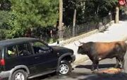حمله ناگهانی گاو نر به خودرو در حال حرکت