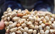 درخشش طلای سبز در دل خاک اصیل