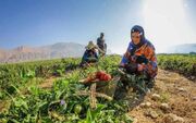 روایت زنانی که برای زنده ماندن کار می‌کنند
