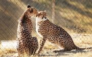 نقشه راه نجات یوز ایرانی