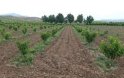 نهالستان مغان، بانک فضای سبز شمال‌غرب
