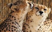 یوز خراسان شمالی؛ سرمایه‌ای در حاشیه گردشگری