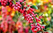 ۴ فایده شگفت‌انگیز زرشک برای سلامتی بدن