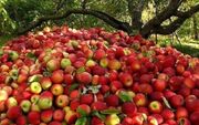 سیب آذربایجان غربی در آستانه برداشت و صادرات همچنان بلاتکلیف