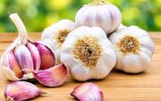 علم درباره سیر چه می‌گوید؟
