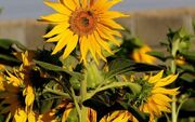 تخمه سنقری روی خط هشدار