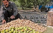 قصه گردوی سلسله، از باغ‌ تا بازار