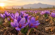 مشق پاییزه طلای سرخ بر کویر مرکزی