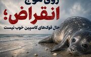 نگذاریم مرگ فوک‌ها عادی شود