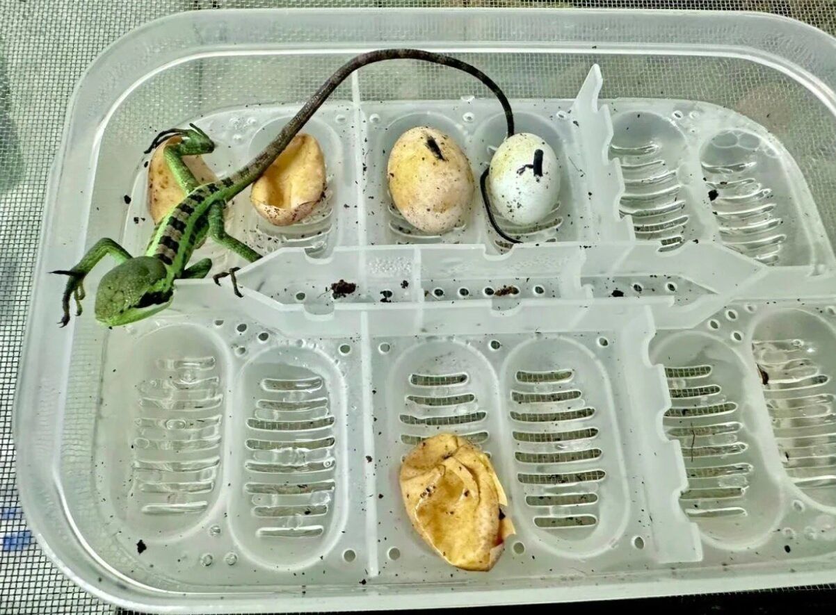 تولد هشت مارمولک ایگوانا بدون وجود ایگوانای نر