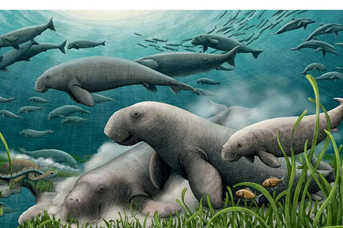 گاو دریایی ۲۱ میلیون ساله در خلیج فارس کشف شد