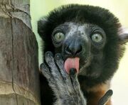 10 عکس بامزه از حیوانات که قطعا شما را می‌خنداند