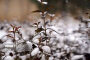 زمستان واقعی برای این استان‌ها از راه می‌‍رسد