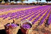 زعفران کیلویی ۲۰۰ میلیون تومان را رد کرد!