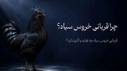 چرا قربانی خروس سیاه ؟