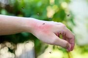 ۵ گیاه معطر که پشه‌ها را از خانه شما فراری می‌دهند