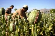 چرا دولت مجبور به کشت شقایق به جای خشخاش شد؟