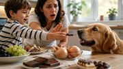 اشتباهات رایج در تغذیه سگ و گربه که باید بدانید + توصیه‌های آدلین پت