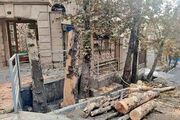 ماجرای جوی‌هایی که قرار بود حیات چنارهای تهران باشند!