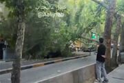 لحظه سقوط ناگهانی درخت در فرشته تهران
