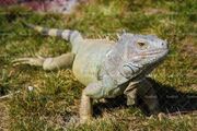 شکار بچه طوطی نگون‌بخت توسط بزمجه