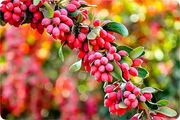 ۴ فایده شگفت‌انگیز زرشک برای سلامتی بدن